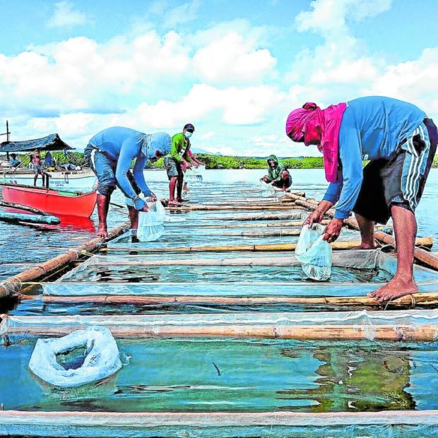Fishermen stand on floating hapa nets set up to acclimatize sea cucumber juveniles before they are placed in ocean nurseries. STORY: BFAR eyes discounted fuel for fishermen
