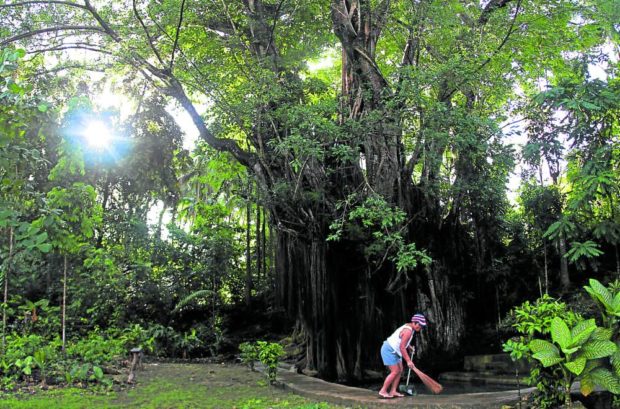‘A PALACE IN ITSELF’ A resident in Barangay Campalanas in Lazi town, Siquijor province, cleans the surroundings of this “balete” tree believed to be around 400 years old. —INQUIRER FILE PHOTO