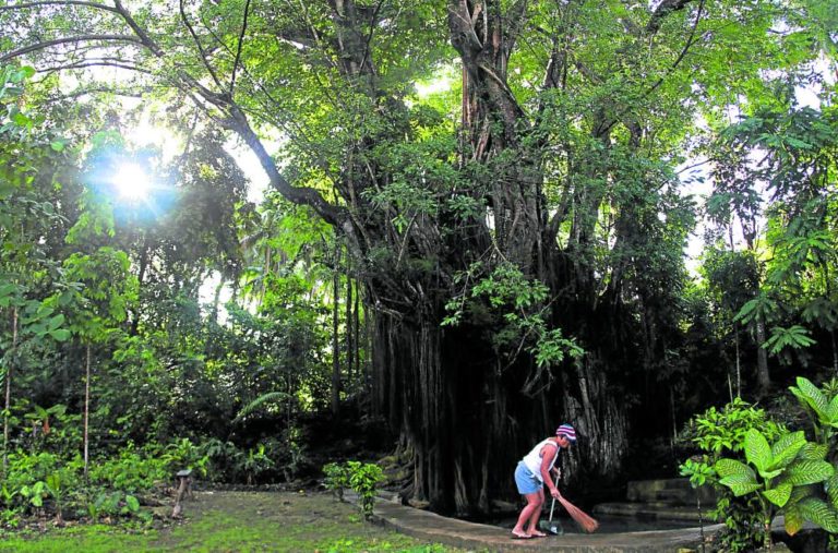 Balete tree’s eeriness makes it ‘least endangered’ | Inquirer News