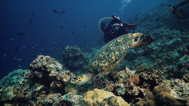 APO Reef is famous as a mecca for divers. PHOTO FROM ARNP