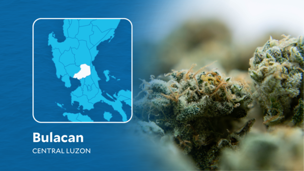 Over P10M worth of marijuana seized in Bulacan drug stings