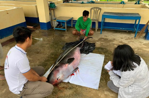 A dead pygmy sperm whale is being examined after it was found along the coastline of Magatan village in Sanchez Mira town, Cagayan province on Wednesday, Oct. 13. 