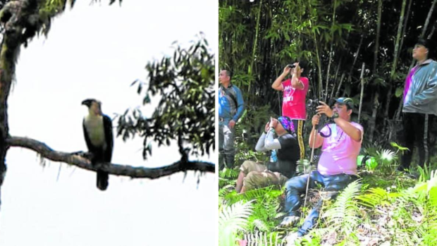 IMPORTANT FIND A teamfrom the Department of Environment and Natural Resources in Davao region finds this Philippine Eagle on Mt. Candalaga, an important sighting that is expected to boost efforts to protect the endangered bird. —PHOTOS COURTESY OF DENR-DAVAO REGION. STORY: Philippine Eagle sighted in Davao de Oro’s Mt. Candalaga