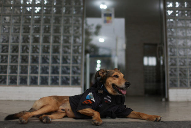 A rescue dog turned into police mascot has become one of Brazil's most beloved furry internet sensations