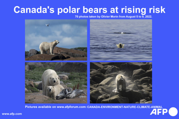 canada polar bears