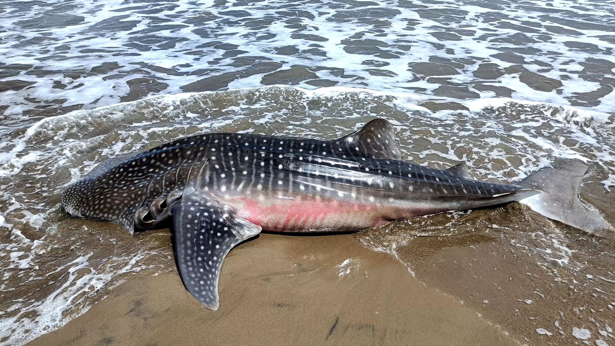 A dead whale shark was found on the shores of Barangay Bagasbas in Mondragon town, Northern Samar