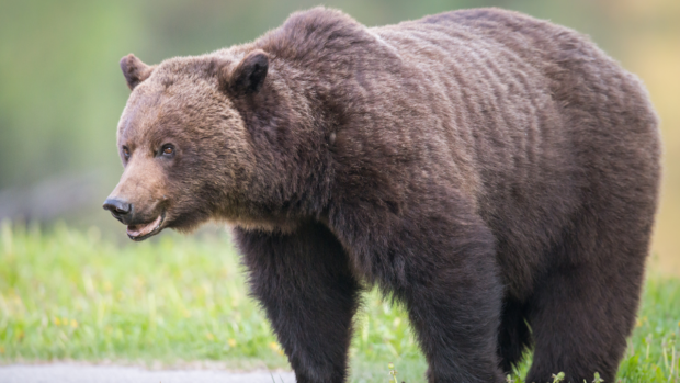 Two men hunting in Wyoming, USA, have been attacked and wounded in a "sudden, surprise" attack by a grizzly bear.