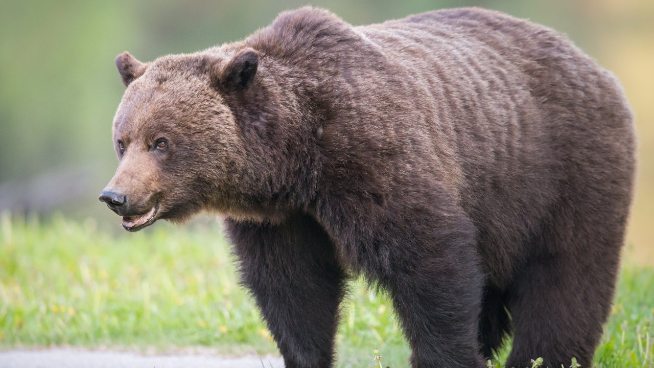 Two men wounded in 'surprise' bear attack while hunting in Wyoming ...