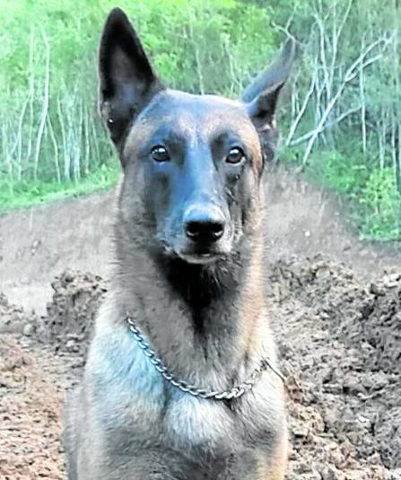 K9 Gambit, who died in December 2021, receives a posthumous award for service
