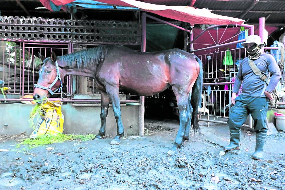 Yet another curiosity has surfaced within the walls of New Bilibid Prison (NBP)—a menagerie of horses, game fowls and pythons that are keeping the guards and convicts company at the national penitentiary in Muntinlupa City.