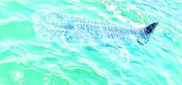 This whale shark, or “butanding,” was sighted on Thursday at Tayabas Bay STORY:  Quezon folk welcome ‘butanding’ return to Tayabas Bay