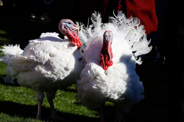 U.S. President Biden pardons the National Thanksgiving Turkeys in the annual ceremony at the White House