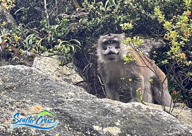 Endangered Philippine long-tailed macaque sighted in Mt. Apo boulder face
