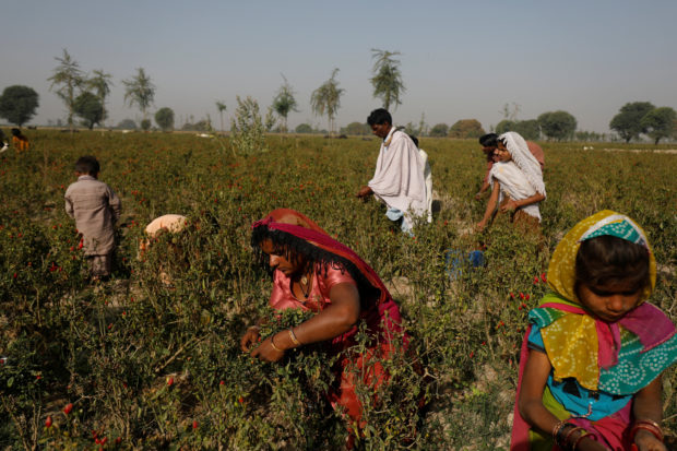 The Wider Image: Pakistani farmers fight a losing battle to save chili crop