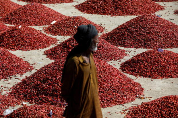 The Wider Image: Pakistani farmers fight a losing battle to save chili crop