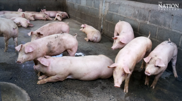 Photo of a pigs raised in Bangkok, Thailand.