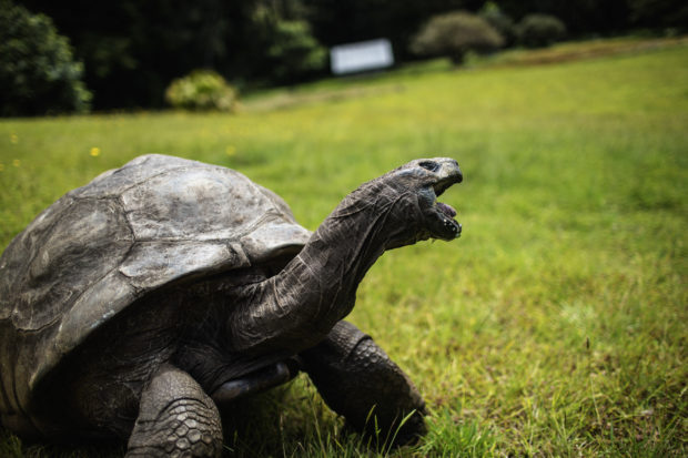In this file photo taken on October 20, 2017, Jonathan, a Seychelles giant tortoise, believed to be the oldest reptile living on earth, crawls through the lawn of the Plantation House, the United Kingdom Governor official residence in Saint Helena, a British Overseas Territory in the South Atlantic Ocean. - He was born not long after Napoleon died, and is now officially the planet's oldest known living land animal. Jonathan the Seychelles Giant Tortoise is celebrating his 190th birthday on December 2, 2022 -- more or less -- on St Helena in the remote South Atlantic, where the def