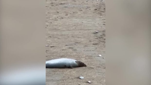 More than 2,500 dead seals have washed up on the coast of the Caspian Sea in Russia