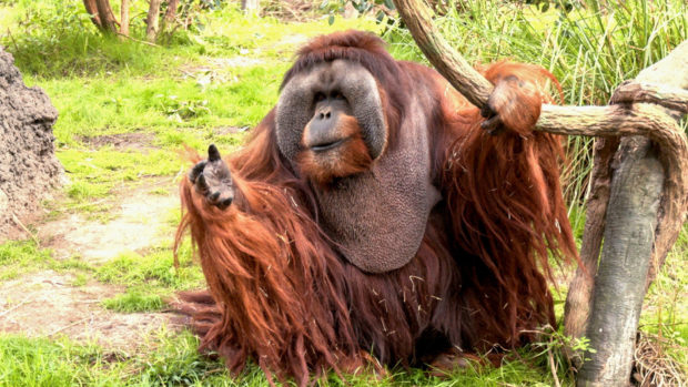 Rudi Valentino, the oldest male orangutan in North America, dies at the Houston Zoo