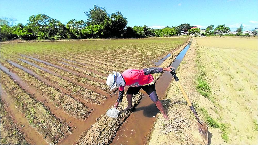 Gerardo Pascua, 58, of Bongabon, Nueva Ecija, tends to his onion farm at Barangay Lusuk