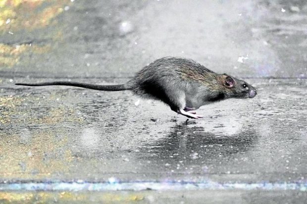  A rat runs across a sidewalk in the snow in the Manhattan borough of New York City. STORY: Help wanted: New York City seeks ‘badass’ rat czar