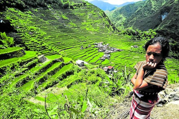 The world-famous Cordillera Rice Terrace. STORY: Ifugao Rice Terraces land on another ‘protection’ list