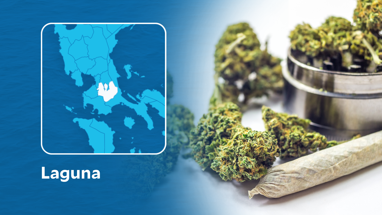 Police arrested early Friday (Dec. 30) an alleged notorious trader of marijuana, or "weed," in a buy-bust operation in San Pablo City, Laguna province.