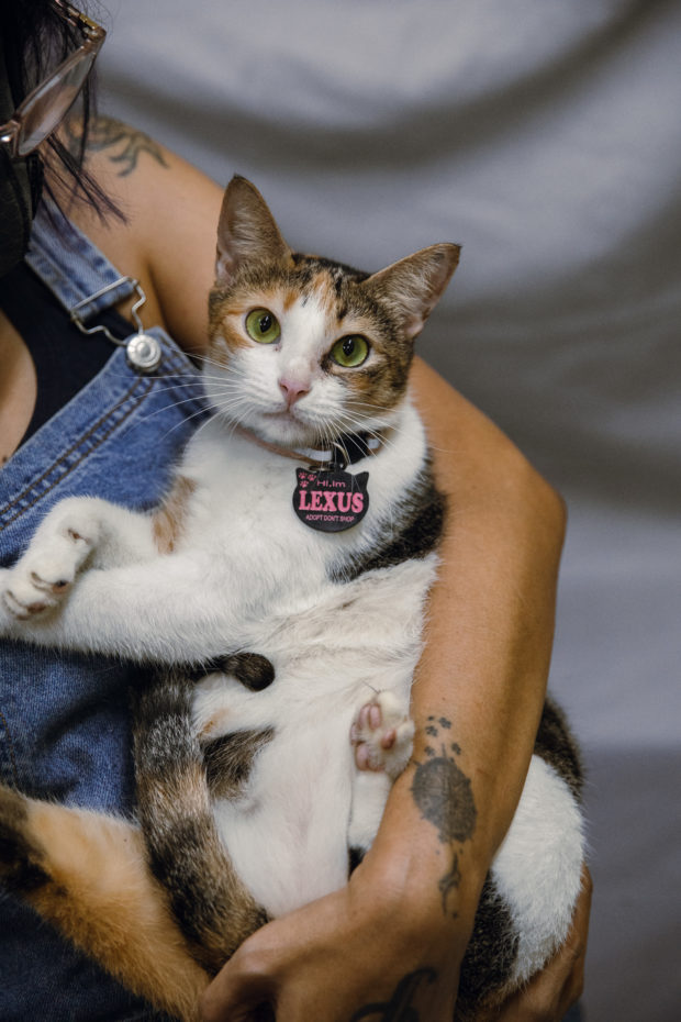 A cat named Lexus is among those awaiting adoption at PAWS. PHOT FROM JOSEPH PASCUAL