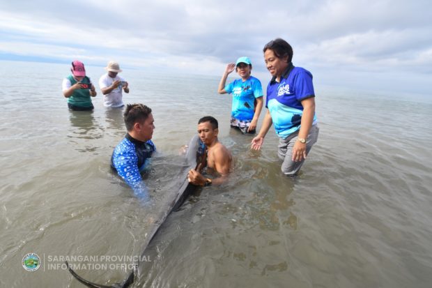 Dr. Roy Mejorada (left), Sarangani Protected Area Management Office in-house veterinarian, and other environment officials assist a stranded young male Spinner dolphin recover its balance and swimming ability in Alabel, Sarangani province prior to his release back to his natural habitat. STORY: Environmentalists send back rescued dolphin to Sarangani Bay