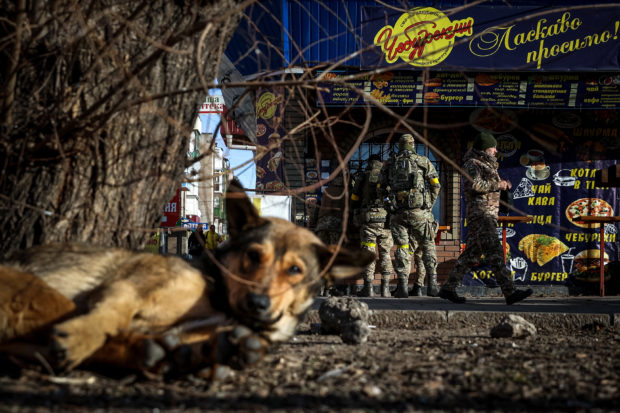 Ukraine war dogs