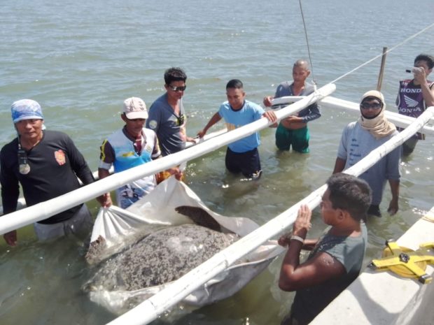 The green sea turtle was rescued and freed in the coastline of Barangy Taba-ao, Sagay City, in Negros Occidental on Sunday, December 4. (Sagay PIO photo)