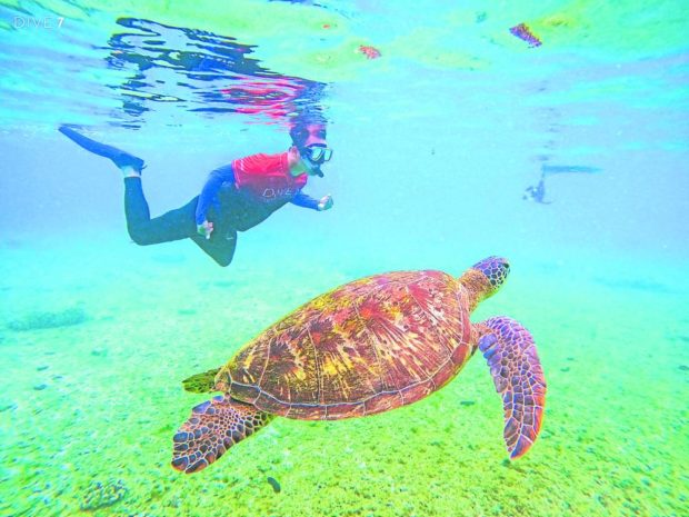 PLAYTIME   A diver swims with a green sea turtle, one of the main attractions on Apo Island, in this undated photo. —DEPARTMENT OF TOURISM-CENTRAL VISAYAS PHOTO