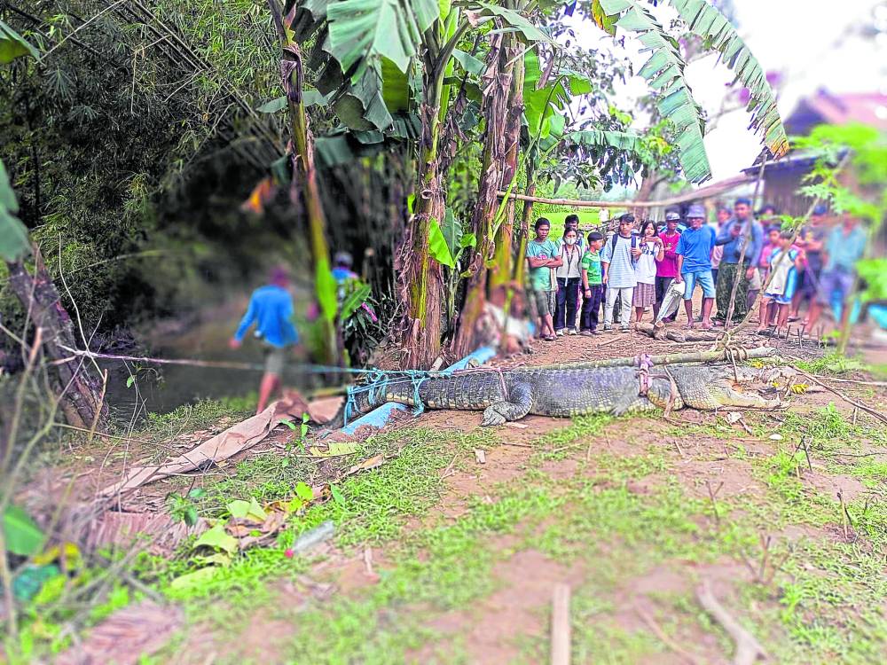 Residents of Barangay Sumbiling in Bataraza, Palawan, on Thursday check on a 15-foot long (4.57 meters) saltwater crocodile caught in their village the previous night