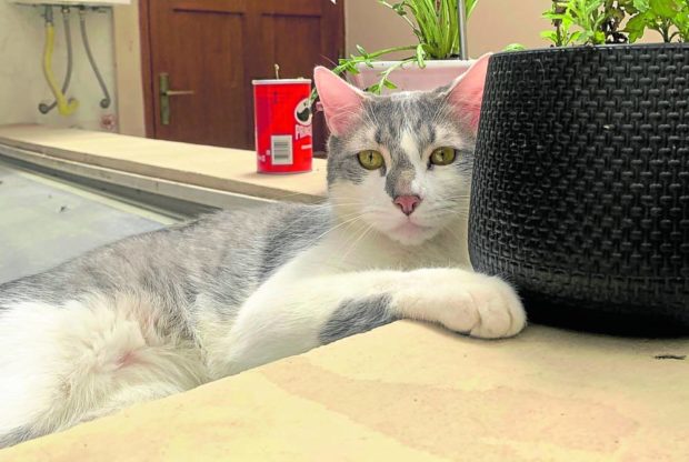 Tito, a gray-and-white male tabby cat that has been missing since last month. STORY: Psychic joins gov’t search for missing cat