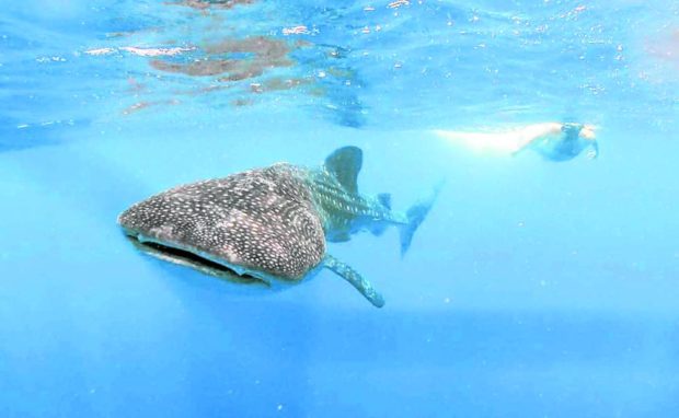 Whale sharks. STORY: Fishers in Bohol town want whale sharks out