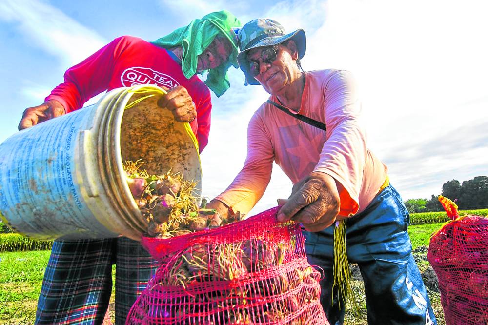 Farmers at Barangay Manambong Sur in Bayambang, Pangasinan, harvest their onions to save the crops from being destroyed by armyworms 