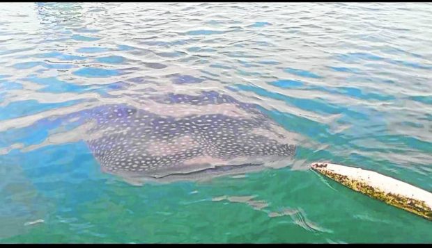 SPOTTED   A whale shark is spotted in the sea off Alburquerque town in Bohol province in this photo taken in December 2022. —CONTRIBUTED PHOTO