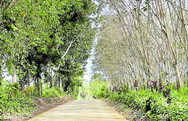 Rubber trees Lamitan City in Basilan. STORY: Basilan rubber trees ravaged by disease