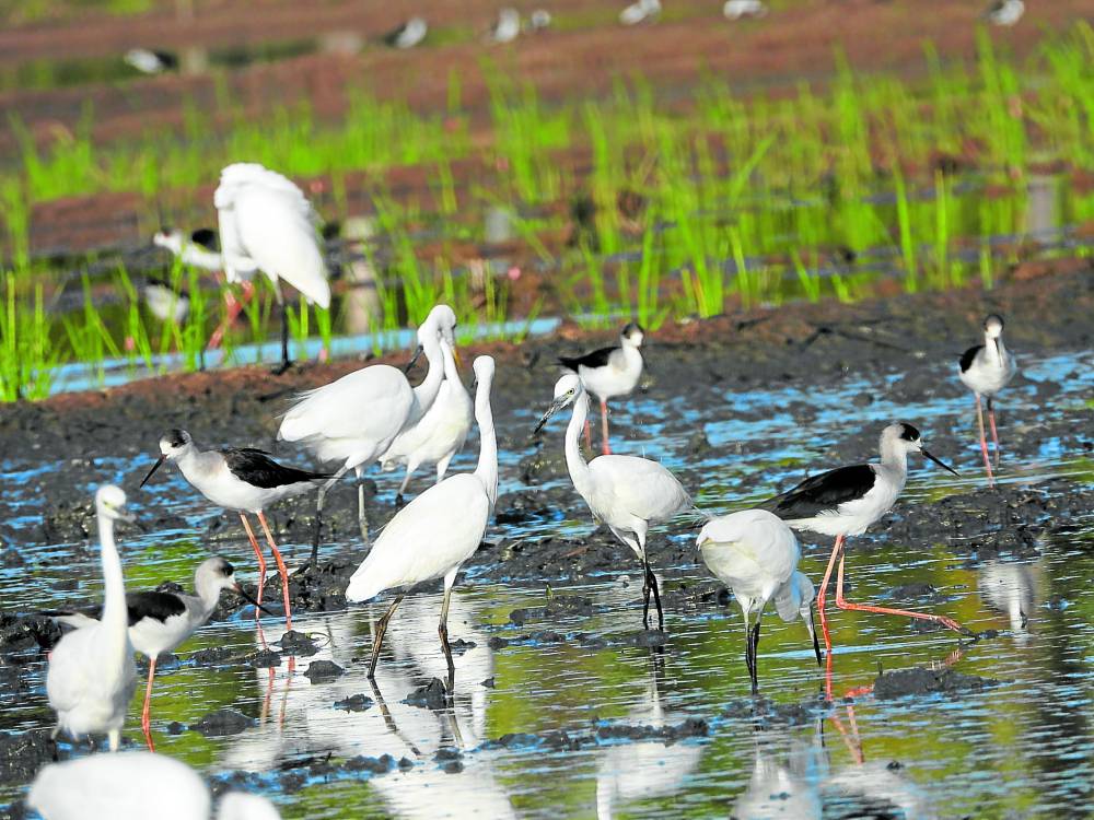 Black-winged stilt (Himantopus himantopus) thrive in Sarangani’s wetlands, as shown in this photo taken on Tuesday during the Asian waterbirds census conducted by the Department of Environment and Natural Resources