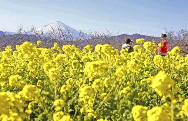 Early flowering rapeseed