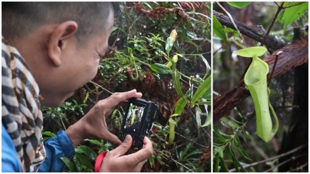 Noel Lagunday, a researcher from the Central Mindanao University, takes a photo of a new pitcher plant species, now named “Nepenthes candalaga” (right). STORY: Pitcher plant find boosts Mt. Candalaga’s protection bid