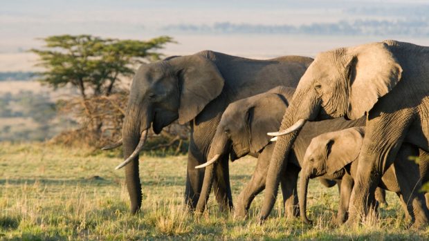 Elephant extinction climate change