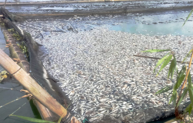 Calamity declaration eyed in Lake Sebu due to fish kill