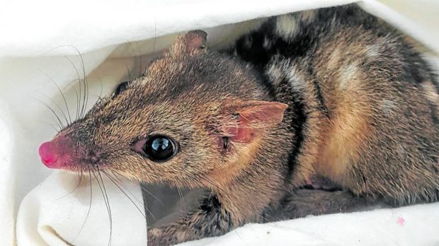 A northern quoll. STORY: High sex drive may be quolls’ undoing