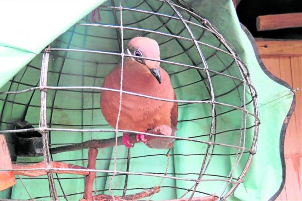 white-eared brown dove STORY: 