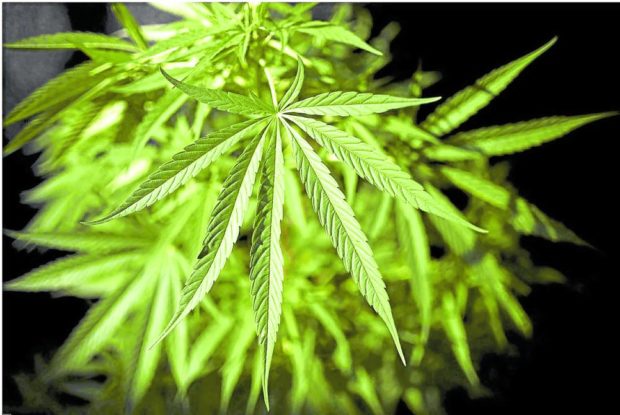 PHOTO: Closeup of a marijuan plant STORY: DOH: Law on medical marijuana must be science-based