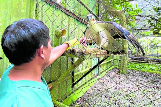 FEEDING TIME A staff member of the Philippine Eagle Center at Malagos district in Davao City feeds an endangered Philippine eagle under its care. The conservation center has become the refugeof endangered birds rescued from poachers, like the injured Sinabadan, who was found in the forests of San Fernando, Bukidnon. —ERWIN M.MASCARIÑAS