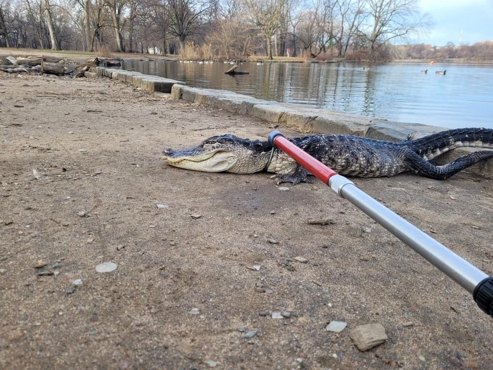 Alligator captured in Brooklyn's Prospect Park Lake Inquirer News