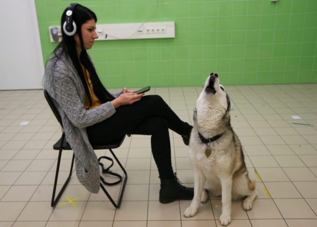 Bizsu, an 8-year-old Siberian Husky, howls next to her owner, Lehoczki, researcher during a test at the Ethology Department of the Eotvos Lorand University in Budapest