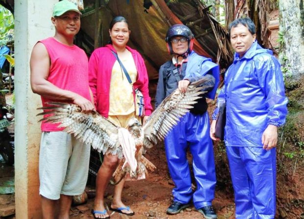 This Philippine hawk-eagle was rescued by local officials after it accidentally got entangled in a fishing net in Claveria town, Cagayan province on Thursday, Feb. 23. (Photo courtesy of LGU-Claveria/Mayor Lucille Angelus Guillen-Yapo)